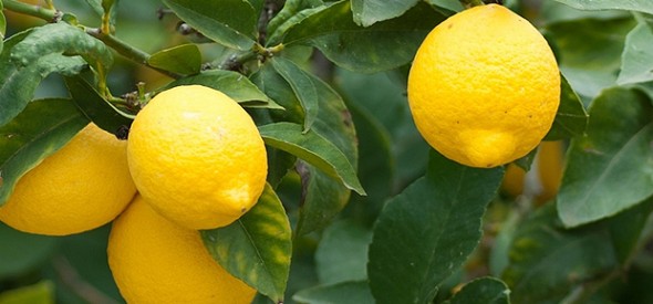 Cinco trucos para facer cun limón